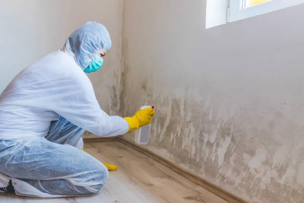 Licensed Black Mold Removal service in Wellington, FL - WQB Mold Removal