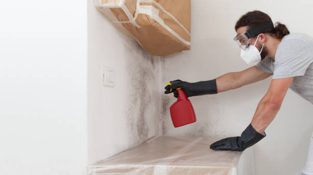 Professional Black Mold Removal technician working in Wellington, FL